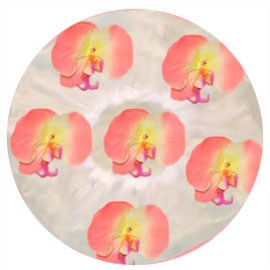 1003 - Flamingos