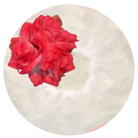 1011 - One perfect Rose