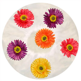 1016 - Gerber Daisy