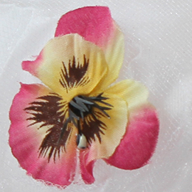 Mini Pansy (close up) Mini Pansy (close up)